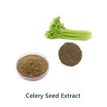 Bulk-Pulverprobe von Celery Seed Extract