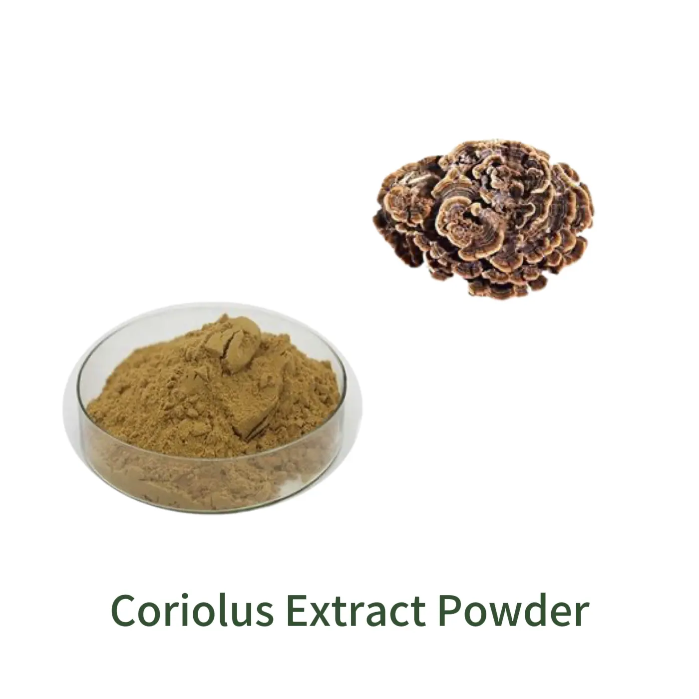 Coriolus Extract Powder