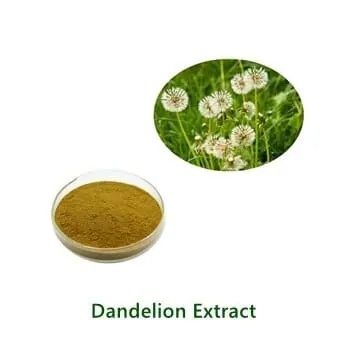عيّنة مسحوق Dandelion Extract بالجملة