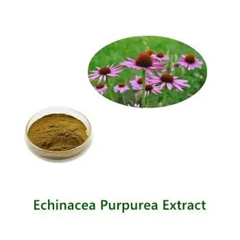 Bulk-Pulverprobe von Echinacea Extract