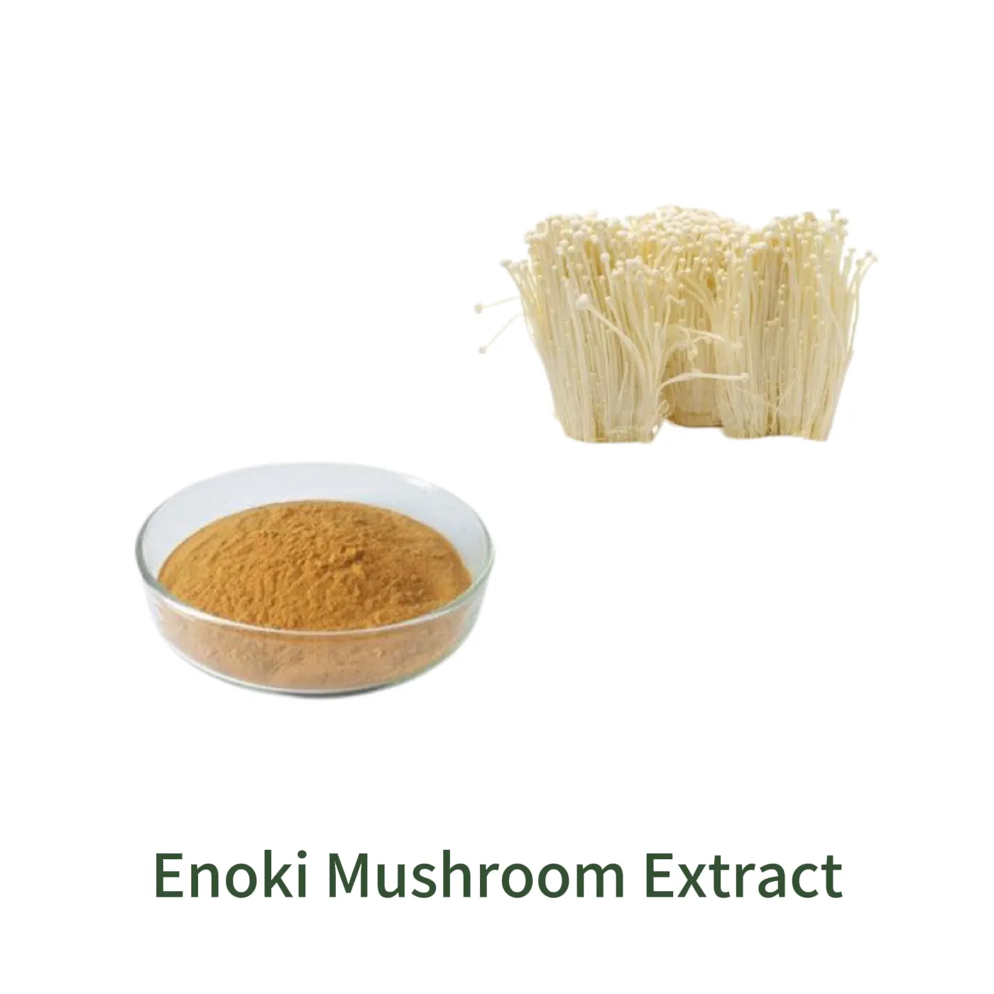 Enoki Mushroom Extract