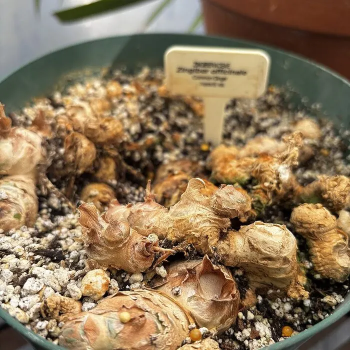عيّنة مسحوق Ginger Tincture بالجملة