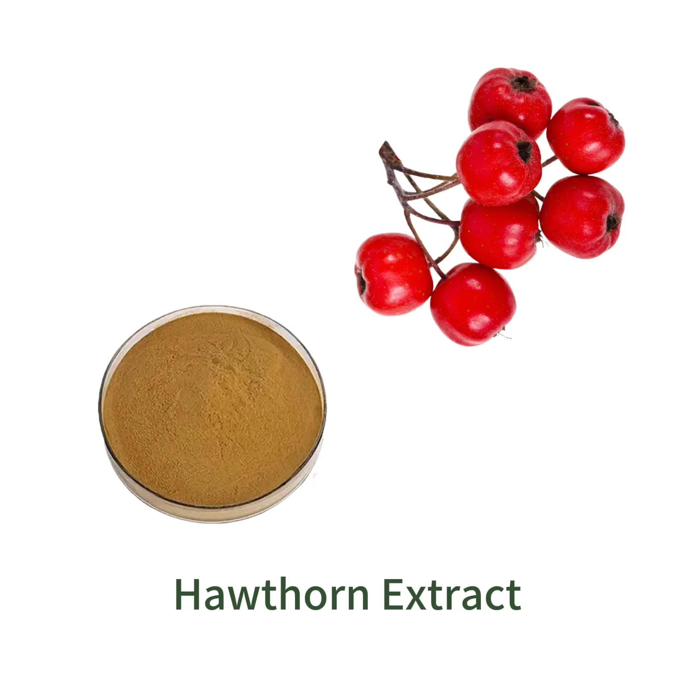 Bulk-Pulverprobe von Hawthorn Extract
