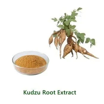 Bulk-Pulverprobe von Kudzu Root Extract