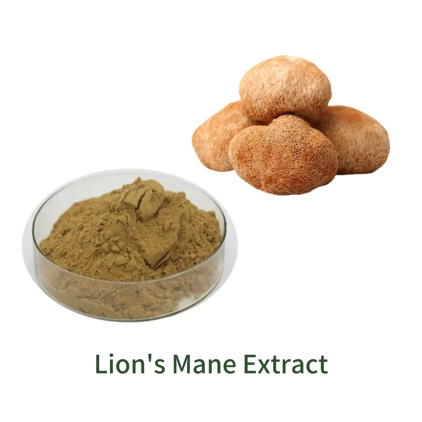 Lion's Mane Extract