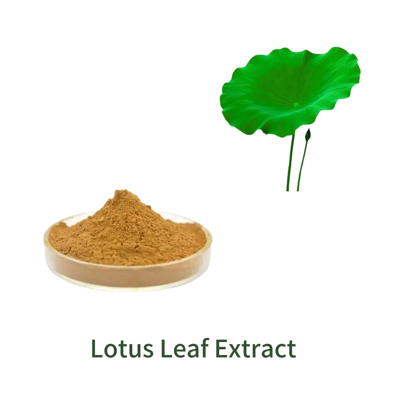Bulk-Pulverprobe von Lotus Leaf Extract