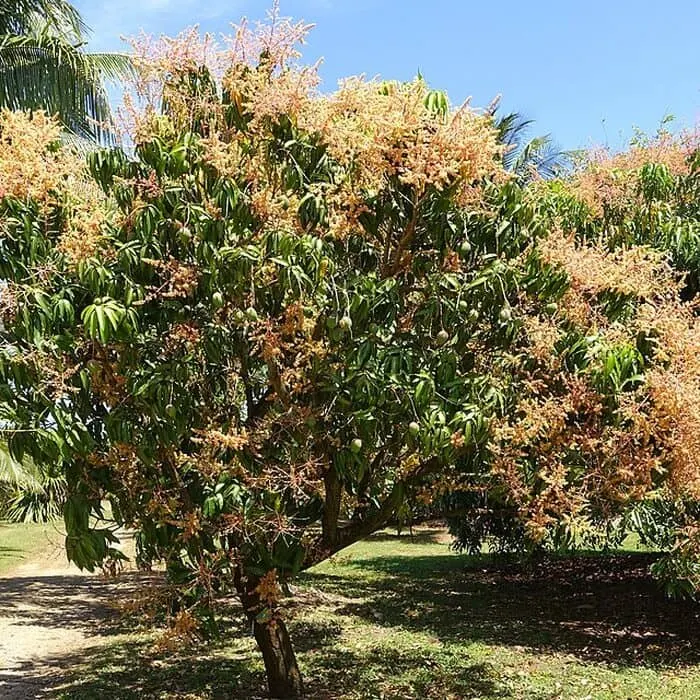 Bulk-Pulverprobe von Mango Powder