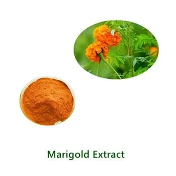 Bulk-Pulverprobe von Marigold Extract