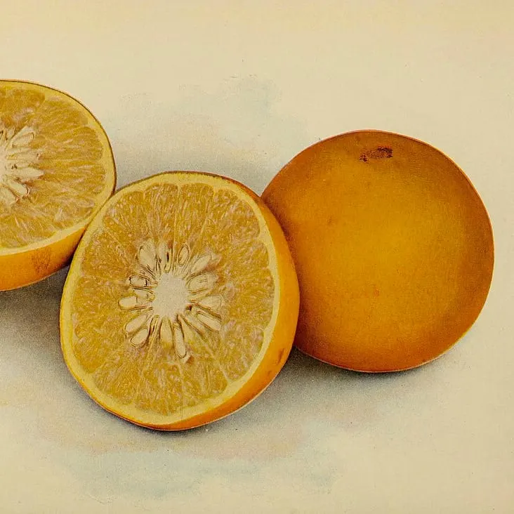 1904 colour plate of grapefruit (Citrus × paradisi): a whole fruit beside two halves showing pale pulp and seeds