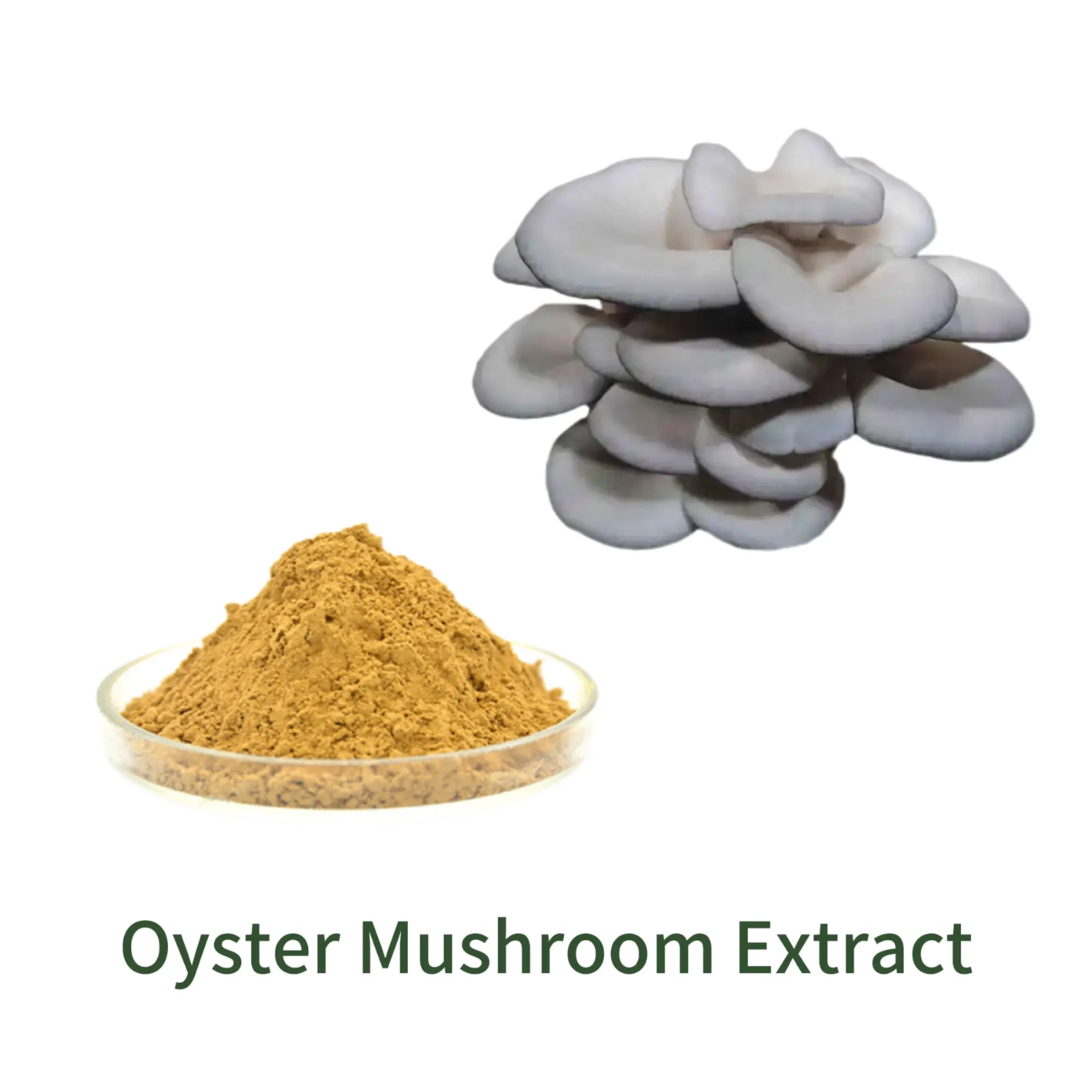 Oyster Mushroom Extract