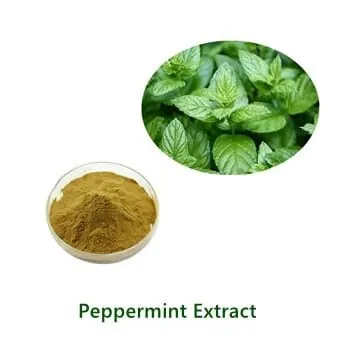 عيّنة مسحوق Peppermint Extract بالجملة