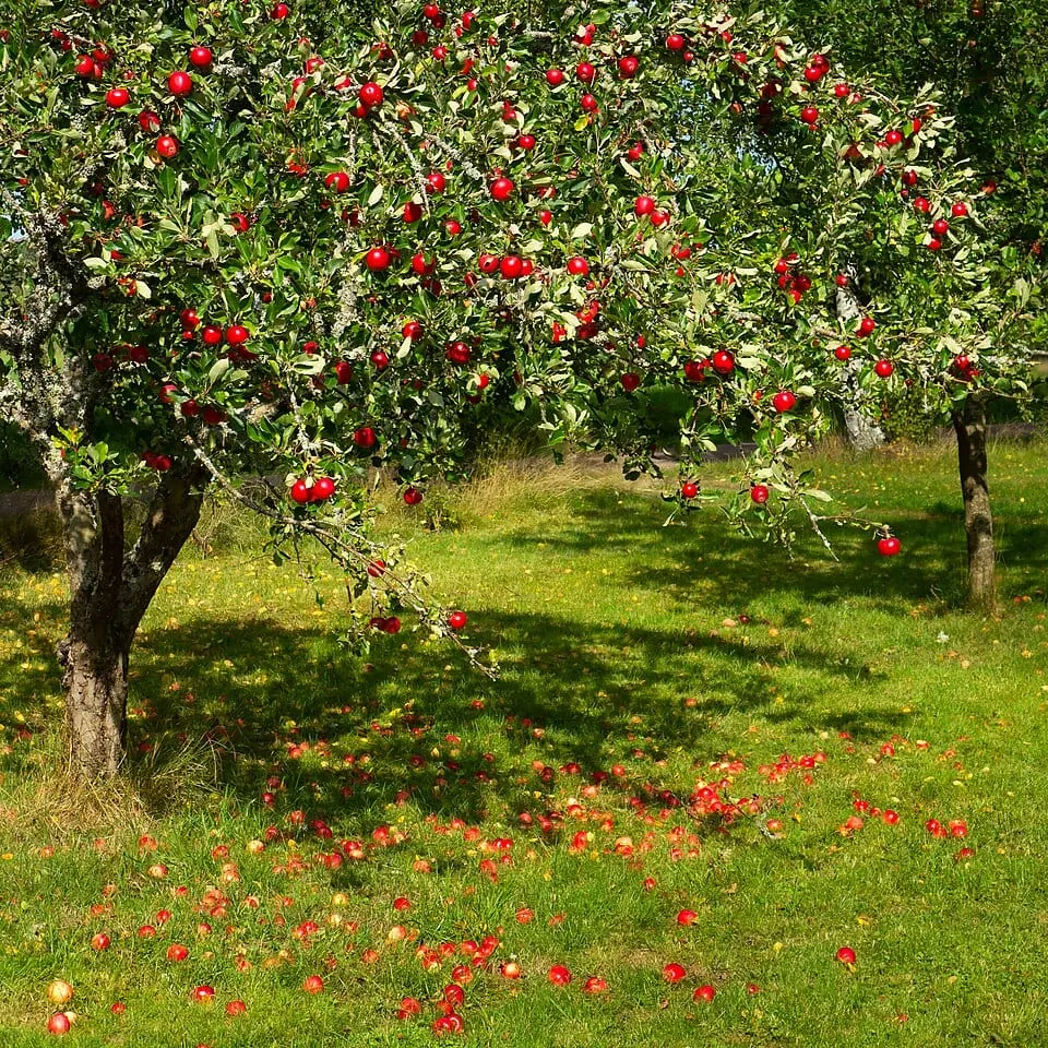 Apple tree (Malus domestica) laden with red apples in a grassy orchard, source of phlorizin