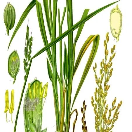 Antique Köhler's Medizinal-Pflanzen botanical plate of Oryza sativa (Asian rice), showing the whole rice plant with roots, leaves, drooping grain panicle, individual florets, anthers and rice grains.