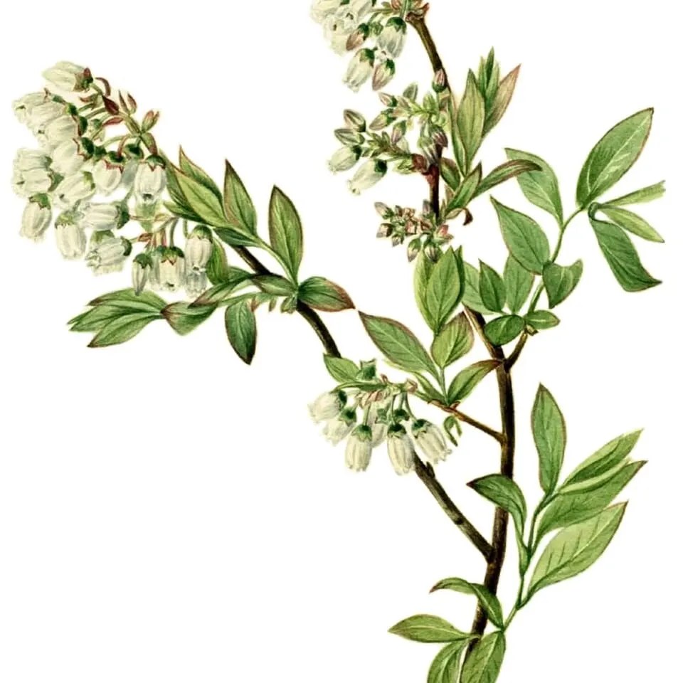 Botanical watercolor of Vaccinium corymbosum (highbush blueberry) showing flowering branches with clusters of white bell-shaped flowers and green leaves