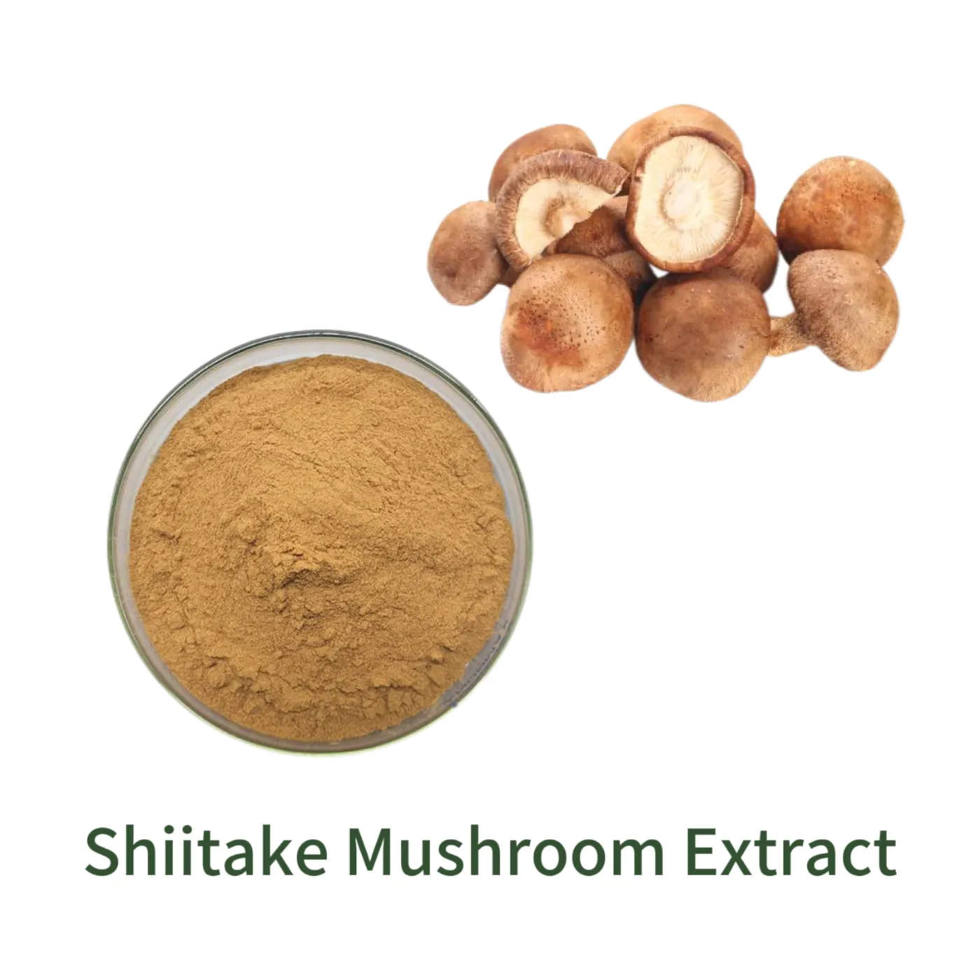 Shiitake Mushroom Extract
